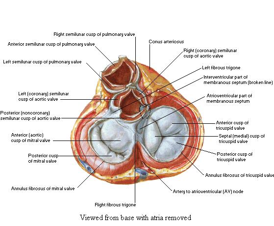 Caso 3: Cardiothoracic ICU FR, maschio 70 anni Prolasso mitralico, insufficienza mitralica
