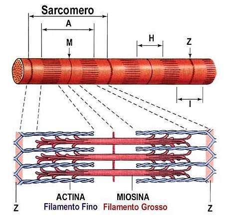 IL SARCOMERO In ogni miofibrilla i filamenti sottili (actina) e