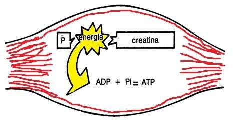 SISTEMA ATP- PC: Nel muscolo esiste una quantità di fosfocreatina (CP) 3-4 volte maggiore rispetto all ATP muscolare. La fosfocreatina non é altro che Creatina + un radicale fosforico (P).