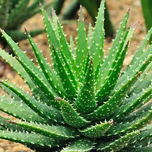 ALOE VERA (ZONE CALDE E ARIDE) - Si utilizza la foglia intera > lassativo - Si utilizza il gel interno > depurativo - Il gel contiene acqua,