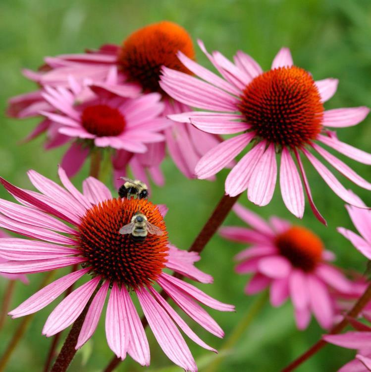 ECHINACEA (NORD AMERICA) - Si utilizzano le radice e le parti aeree - L acido cicorico è il principio attivo principale.