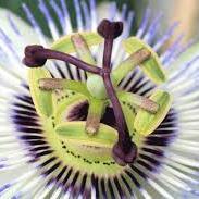 PASSIFLORA - Si utilizzano le parti aeree - Il nome deriva dal fiore Attività sedativa: Passiflora