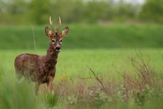 riconoscimento e l'osservazione delle specie di uccelli presenti.