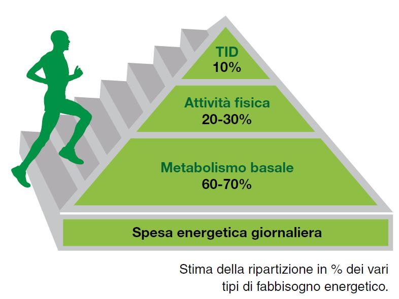 Fabbisogno energetico Attività fisica Il Livello di attività fisica di un individuo dipende dal lavoro muscolare e da vari fattori soggettivi