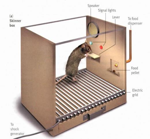 Il condizionamento operante La gabbia di Skinner (Skinner box): gabbia con una leva che consente di accedere al cibo o all acqua.