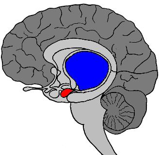 BASI FISIOLGICHE DELLE EMOZIONI Sistema Nervoso Centrale 2 3 1 1 =