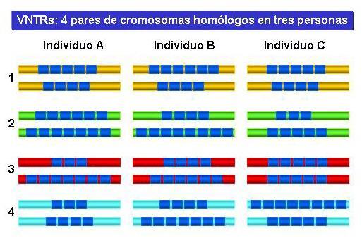 VNTR (Variable Number of Tandem Repeats) Ripetizioni in tandem di 15-30 basi di DNA all interno di specifici loci del genoma Un individuo sarà omozigote per uno specifico locus se i due alleli