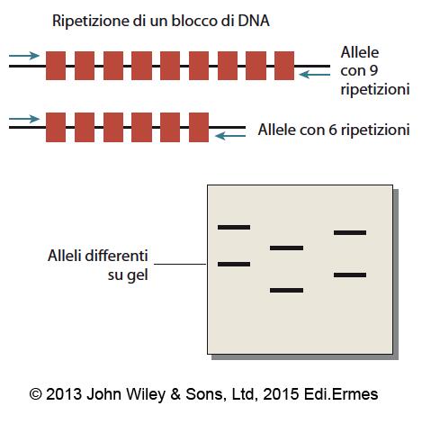 Figura 2.22 Un polimorfismo di numero variabile di ripetizioni in tandem consiste di ripetizioni multiple di un blocco di DNA.