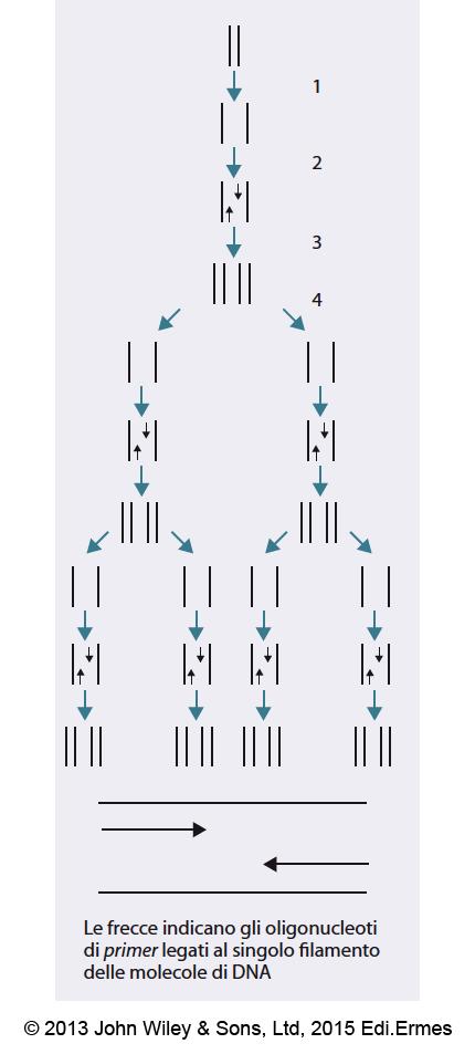 Figura 2.20 Diagramma della reazione di polimerizzazione acatena (PCR). I fi lamenti di DNA target sono separati (1) e i primer si legano sui due fi lamenti opposti (2).