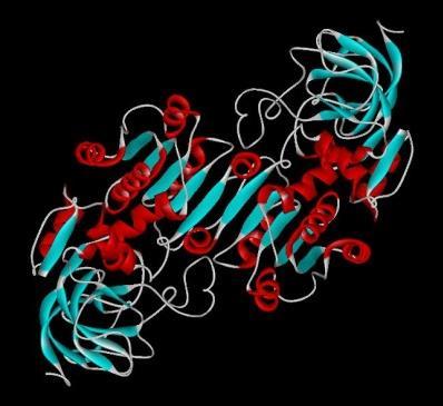 Proteine hanno un ruolo chiave nei sistemi viventi Tre es.