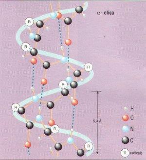 La Struttura Secondaria L' α-elica ha un passo di 5.4 Å e ogni spira dell'elica è costituita da 3.