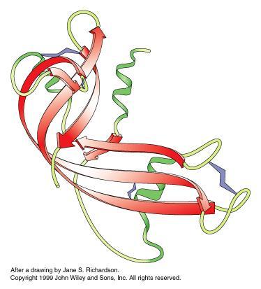 Struttura terziaria: struttura tridimensionale dell intero polipeptide che deriva