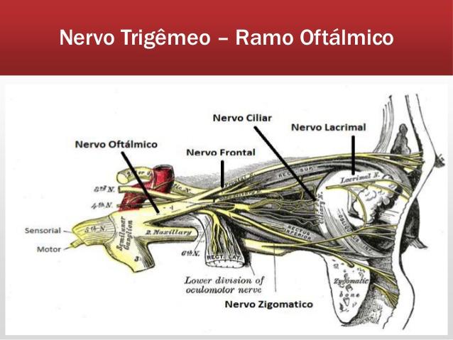 Sindrome di Charlin Patogenesi neurovascolare, da