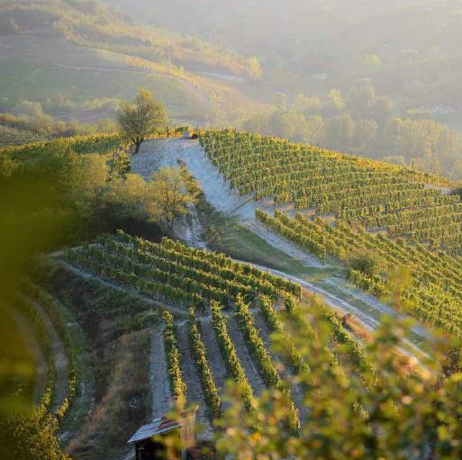 APPUNTAMENTO A GAVI per il Premio Gavi LA BUONA ITALIA 2018 e per il