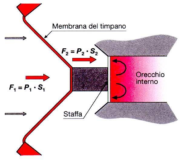 L AMPLIFICAZIONE DELL ORECCHIO MEDIO membrana timpanica S 1 ~55 mm 2 F 1 = F 2 P 2 = P 1 S 1 /S 2 = = 17,2 P 1 piede della staffa S