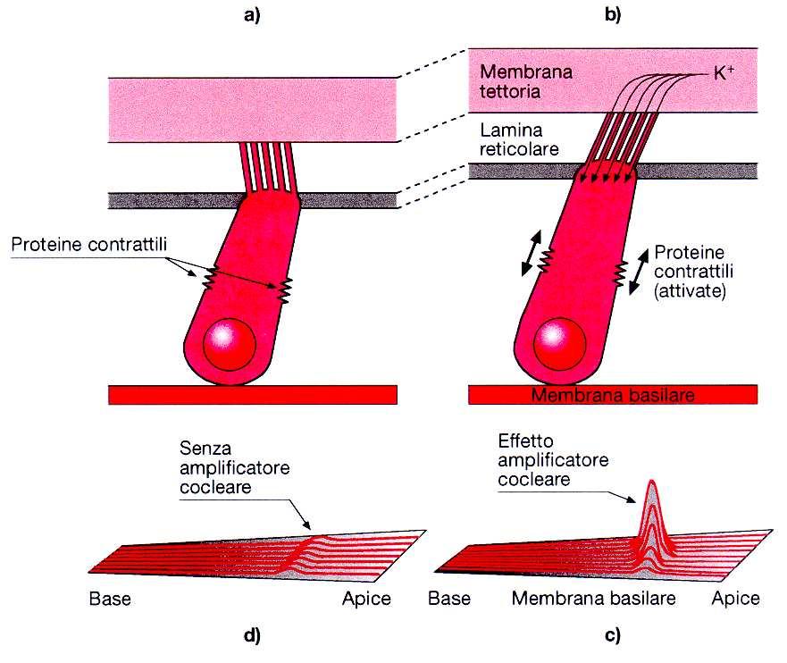 AMPLIFICATORE COCLEARE - CELLULE CIGLIATE ESTERNE 3 2 deformazione ciglia rilasciate