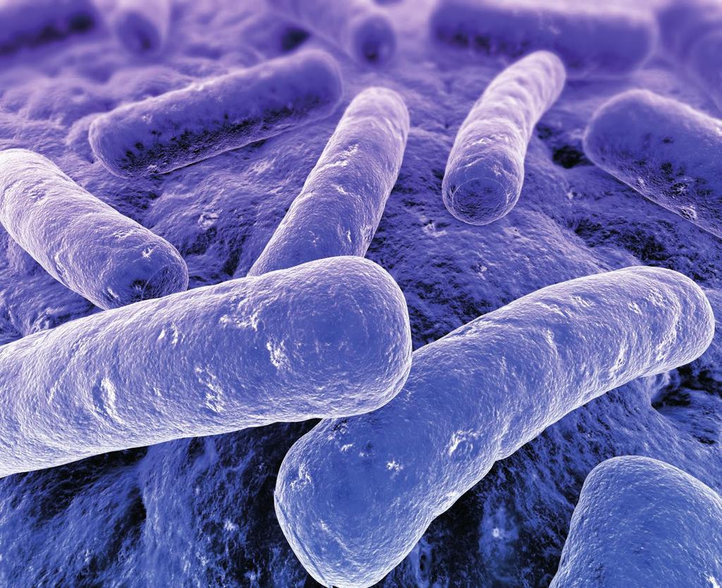 HELBO Il biofilm Un ambiente favorevole ai batteri patogeni In odontoiatria i batteri patogeni sono la principale causa d insuccesso.