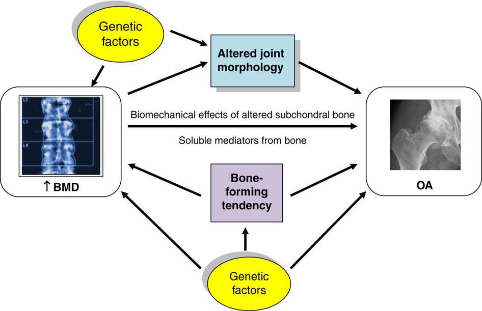 Some potential mechanisms underlying the association