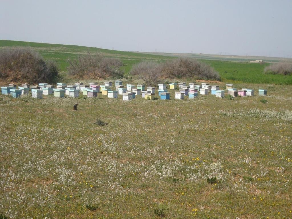 CONSIDERAZIONI CONCLUSIVE L apicoltura crea lavoro e fornisce un importante servizio all ecosistema tramite l impollinazione, salvaguardando la