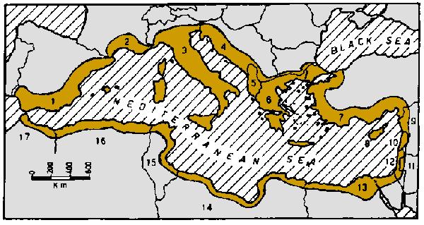 REGIONE MEDITERRANEA L area mediterranea è generalmente intesa come una fascia di territorio di 250 km che circonda questo mare, ma si estende anche oltre, in relazione al tipo di