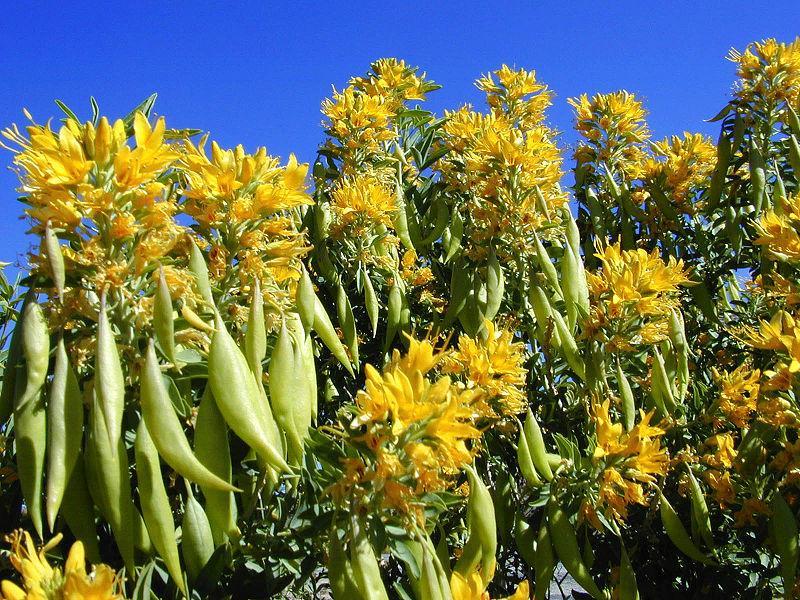 Cleome