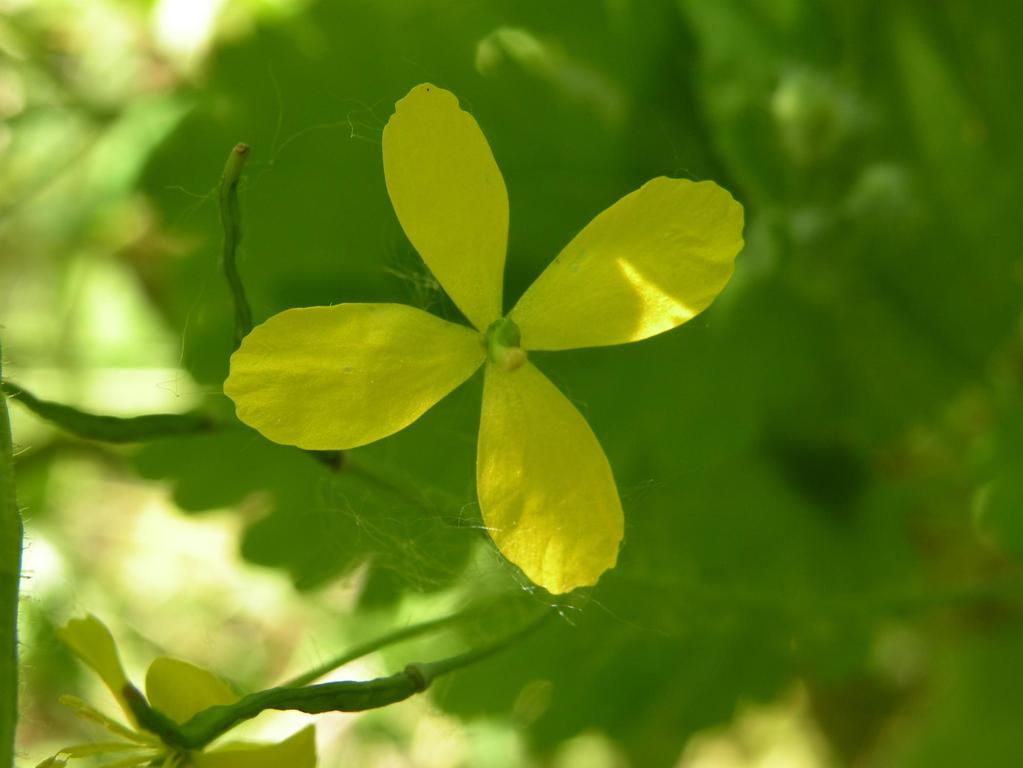 Fiore di Chelidonium maius fam.papaveraceae.