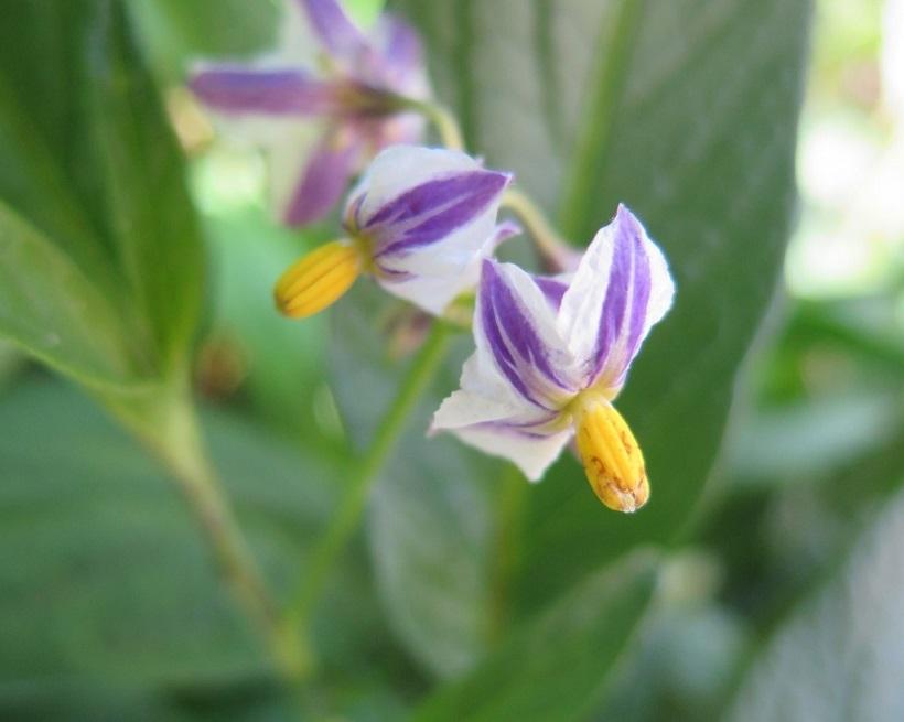 Fiori di Solanum muricatum (fonte goodlifepermaculture.
