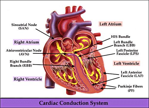 SISTEMA DI CONDUZIONE Branca destra e sinistra: originano dalla divisione del fascio di Hiss decorrono sotto la superficie endocardica dei rispettivi ventricoli.