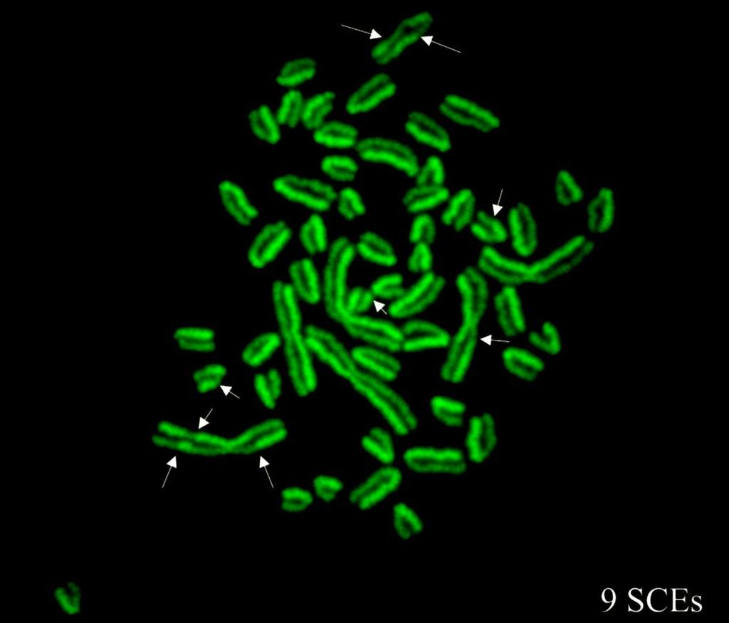BrdU S1 In fluorescenza si evidenziano mediante colorazione differente