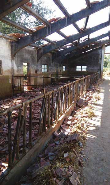 Primo settore d intervento: animali da reddito Foto 1. Stalla ad Amatrice, dopo il sisma; le strutture di allevamento erano per il 90% danneggiate.