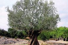 Thanks to your oneoff contribution, we will take care of your personal olive tree all