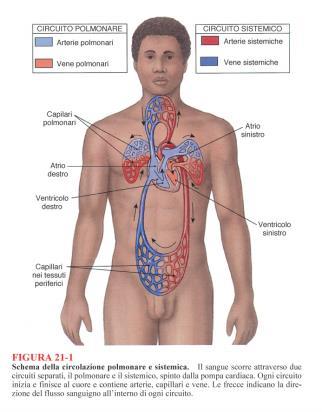 sangue lontano dal cuore: Tronco polmonare, che si divide in arterie polmonari destra