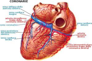 destra Arteria per il nodo atrioventricolare Arteria interventricolare posteriore (nel solco interventricolare
