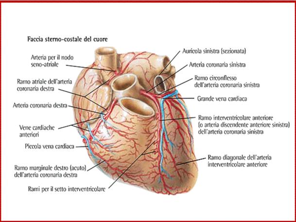 dal seno aortico sinistro Cuspide aortica sinistra posteriore Diramazioni Arteria discendente anteriore sinistra