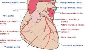 circonflessa sinistra Arterie marginali sinistre Drenaggio venoso Seno coronario Si trova nel solco coronario