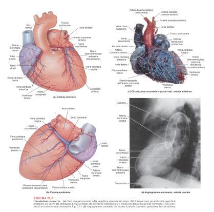 Vena marginale sinistra Vena cardiaca media e parva Con l arteria posteriore interventricolare Vena cardiaca