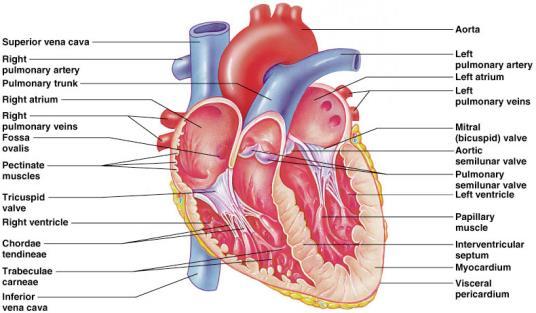 del cuore: sezione frontale Atri Sono le cavità che ricevono il sangue Entrambi hanno un auricola prominente La
