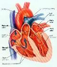 sangue nell aorta MUSCOLI PAPILLARI CON CORDE TENDINEE Valvola tricuspide-3 muscoli papillari Via di
