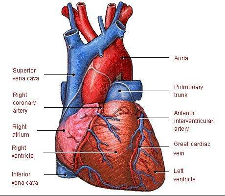 Cuore