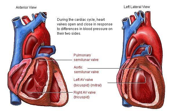 Ciclo cardiaco Durante il ciclo cardiaco le valvole cardiache si aprono e si