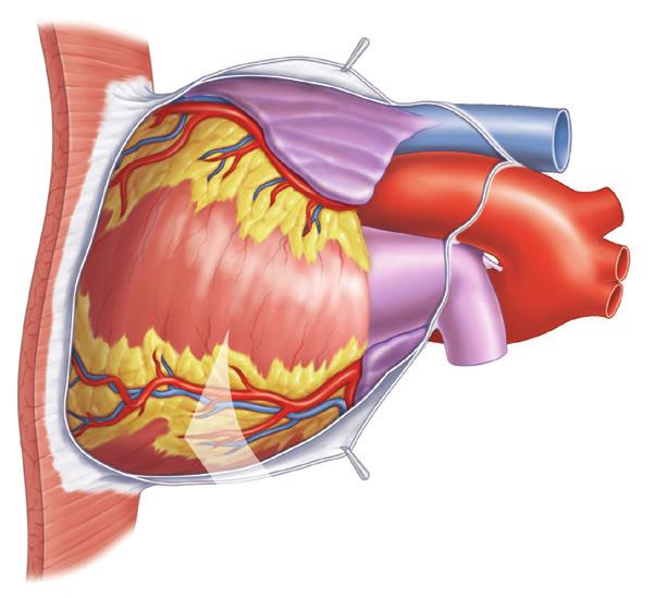 Vena Arteria Pericardio fibroso (sacco pericardico) 2 Parete del cuore Miocardio (tessuto muscolare cardiaco)