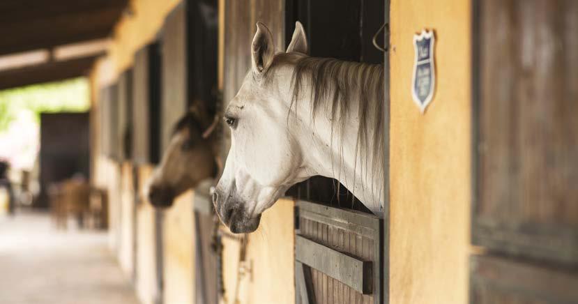 MIX 9095 Scuderia ALIMENTO COMPLETO E BILANCIATO PER CAVALLI ADULTI E PONY Mangime complementare per cavalli di qualsiasi razza ed età, sottoposti a lavoro leggero.