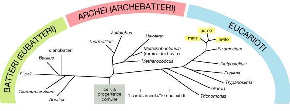 Evoluzione Tutti gli organismi viventi