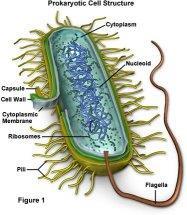 I PROCARIOTI Le cellule procariotiche, confinate al regno dei batteri e delle alghe azzurre, sono relativamente piccole (1-2 micron) e hanno una struttura
