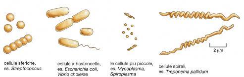 Eterotrofi, si riproducono per scissione binaria, di forma variabile (a bastoncello, bacilli, sferici, cocchi, di forma elicoidale, spirochete); alcuni vivono come saprofiti,