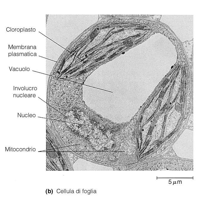 Cellula Vegetale E caratterizzata da una parete semirigida ed un protoplasto che comprende