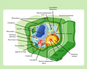 importanti caratteristiche che distinguono gli organismi vegetali Il citoplasma è separato