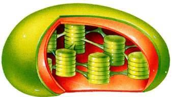 colorati Cloroplasti complesso sistema di membrane interne