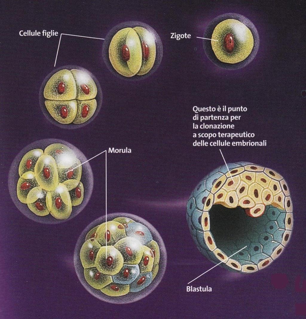 A partire dallo zigote attraverso alcune divisioni cellulari si formano prima la morula, poi la blastula la blastula è costituita da 32 cellule che saranno in grado di differenziarsi nelle diverse