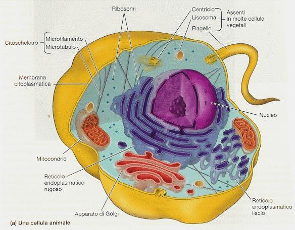 IL COMPARTIMENTO CITOPLASMATICO CONTIENE GLI ORGANELLI E